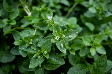 rain drops on a leaf