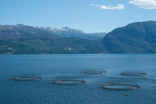 Salmon Farm