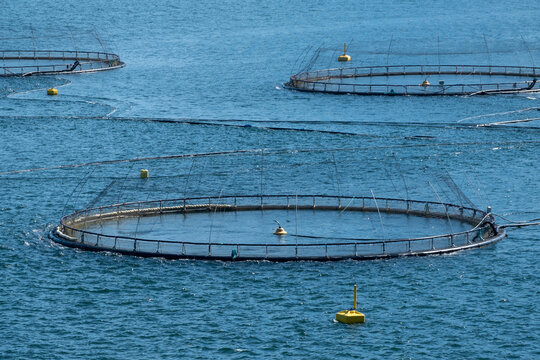 Salmon Farm