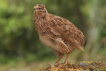 A brown quail is foraging on a rock overgrown with moss. This grain-eating bird has the scientific...