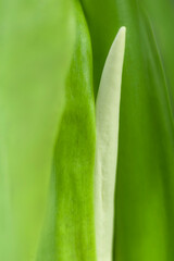 Fototapeta premium blurry leaves nature of summer green leaves natural green leaf plant used as wallpaper background