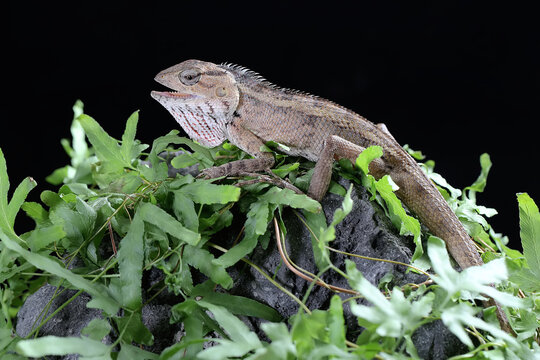 รูปภาพCalotes – เลือกดูภาพถ่ายสต็อก เวกเตอร์ และวิดีโอ6,629 | Adobe Stock