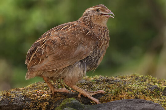 A brown quail is foraging on a rock overgrown with moss. This grain-eating bird has the scientific name Coturnix coturnix.