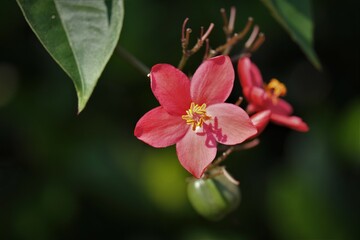 Tibouchina is a neotropical flowering plant genus in the family Melastomataceae.