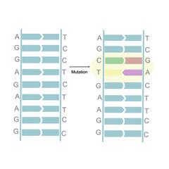 The mutation site on double strand DNA that show the sequence changing of G and C, T and A on sense and nonsense strand