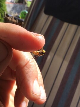 Bee