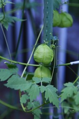 Baloon-vine flowers and fruits.Sapindaceae annual vine plants. After blooming small flowers in summer, it bears balloon-shaped fruits, and when ripe, three heart-shaped seeds appear.