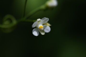 Baloon-vine flowers and fruits.Sapindaceae annual vine plants. After blooming small flowers in summer, it bears balloon-shaped fruits, and when ripe, three heart-shaped seeds appear.