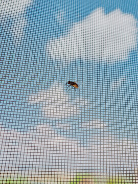 Bug in a window