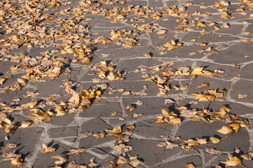 autumn leaves on the floor