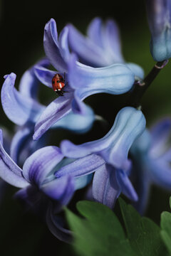Macro of ladybug inside bell shaped bluebell flower