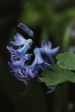 Ladybug And Blue Flowers