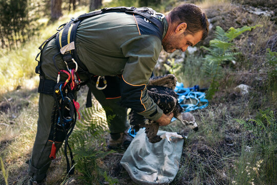 Ranger officers working on a vulture rescue