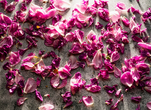 Rose petals on concrete.