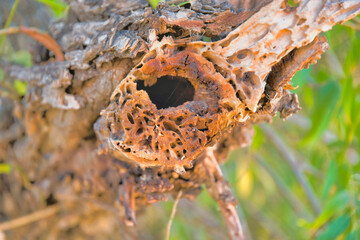 Close-up of a pest infected tree branch in Sweetwater Wetlands in Tucson, Arizona