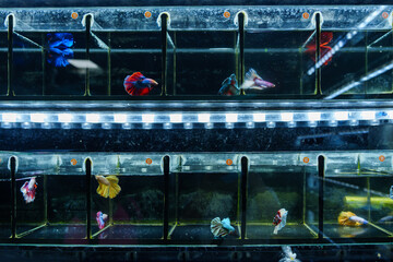  betta fish swimming in a fish tank