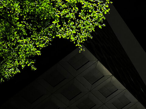 green leaves with architecture 