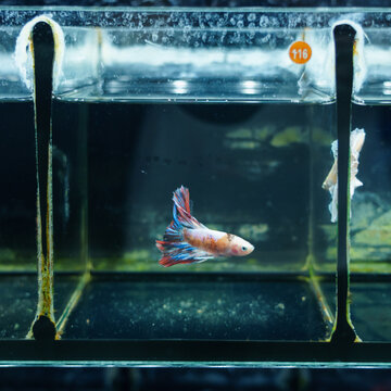  betta fish swimming in a fish tank