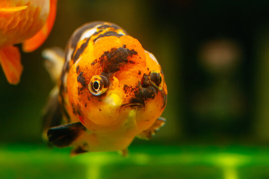 Beautiful golden fish swim in aquaculture tank