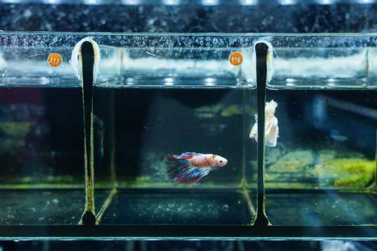  betta fish swimming in a fish tank