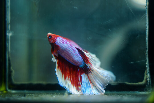  betta fish swimming in a fish tank