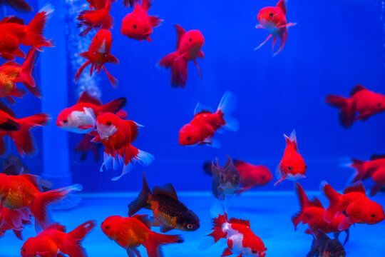 Beautiful golden fish swim in aquaculture tank