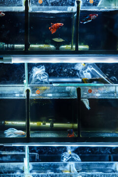  betta fish swimming in a fish tank