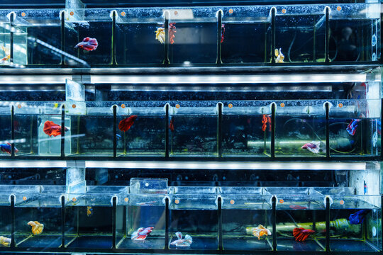  betta fish swimming in a fish tank