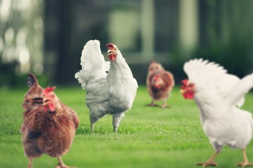 Young hen in the chicken farm. Concept organics farm, organic living. Agriculture. Chicken egg. Healthy farm healthy food.