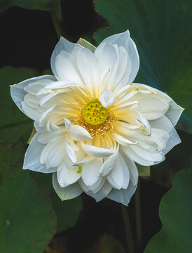 lotus in full bloom against lily pads
