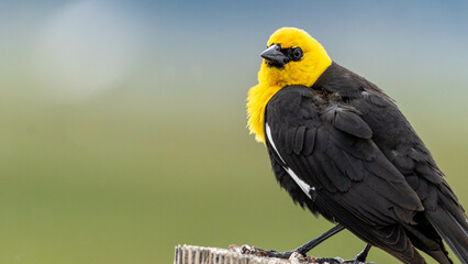 yellow headed blackbird