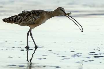 sandpiper having a snack