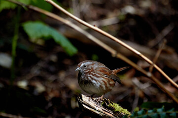 Sparrow in the Forest
