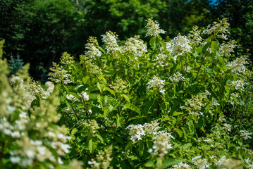 hydrangea flower in the garden