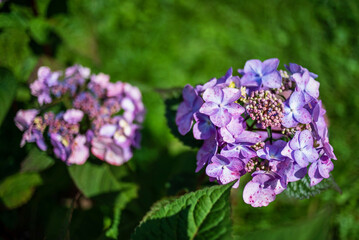 hydrangea flower in the garden