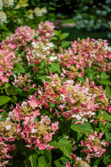 hydrangea flower in the garden