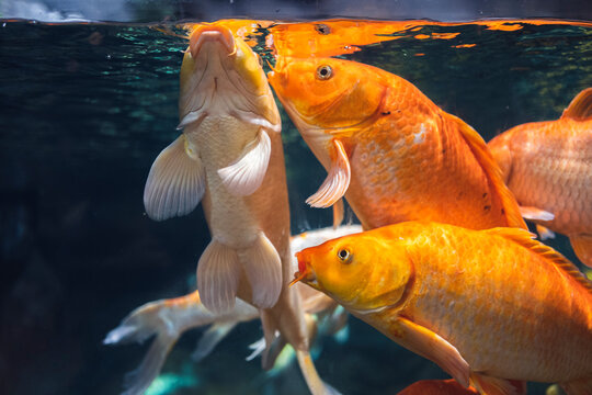 Carp swimming in a large fish tank