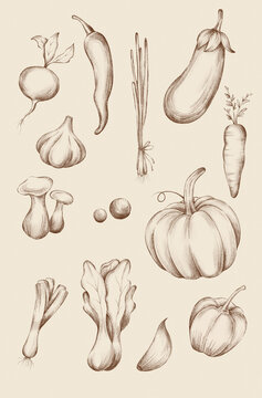 Vegetables. Botanical illustration. Sepia