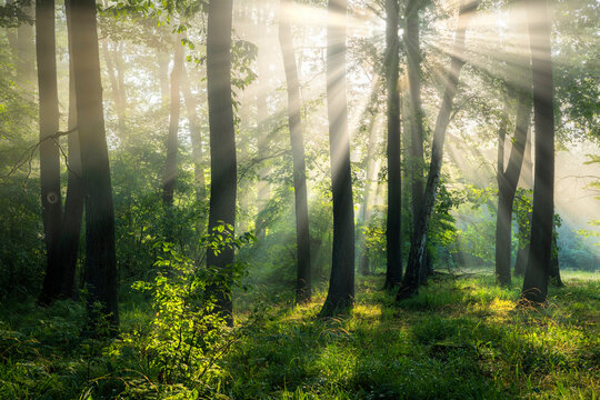 Beautiful sunny morning in the green forest