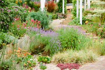 Summer perennial plants flowering in a landscaped garden.