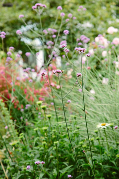 Verbena flowers in a summer English garden