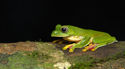 Malabar Gliding Frog