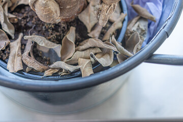Dead leaves at bottom of office Flower pot