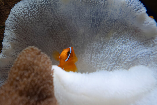 Clown fish in coral