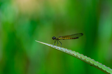 dragonfly
