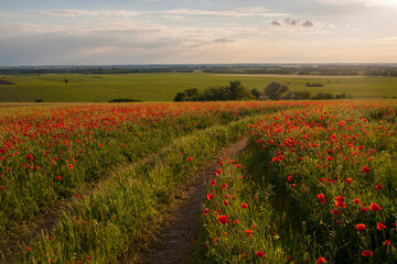 Poppy flower field in sunset