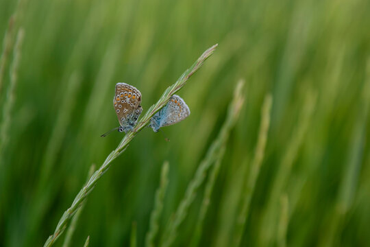 two Butterfly on grass