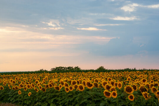Sunflower field