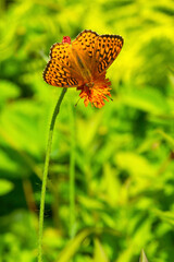 Great spangled fritillary butterfly on an orange hawkweed, New Hampshire.