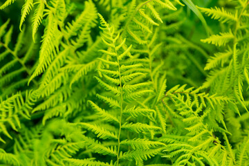 Hayscented fern fronds in a New Hampshire meadow.